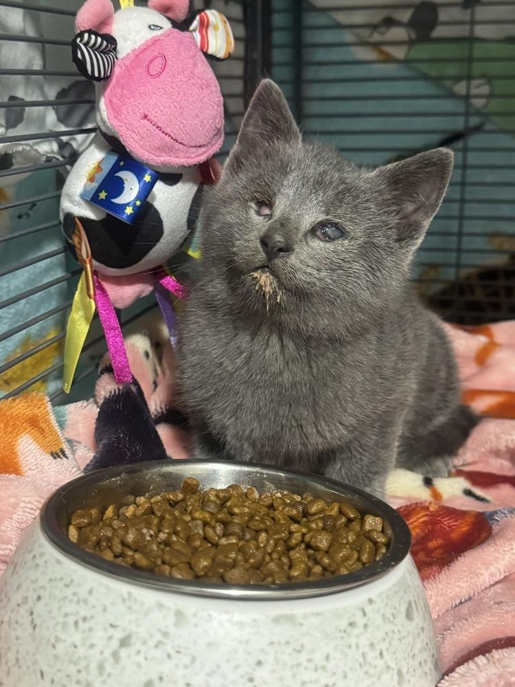 Enlarge Lizzie Sailor, a Adoptable Domestic Short Hair in Mount Laurel, NJ image 3/4