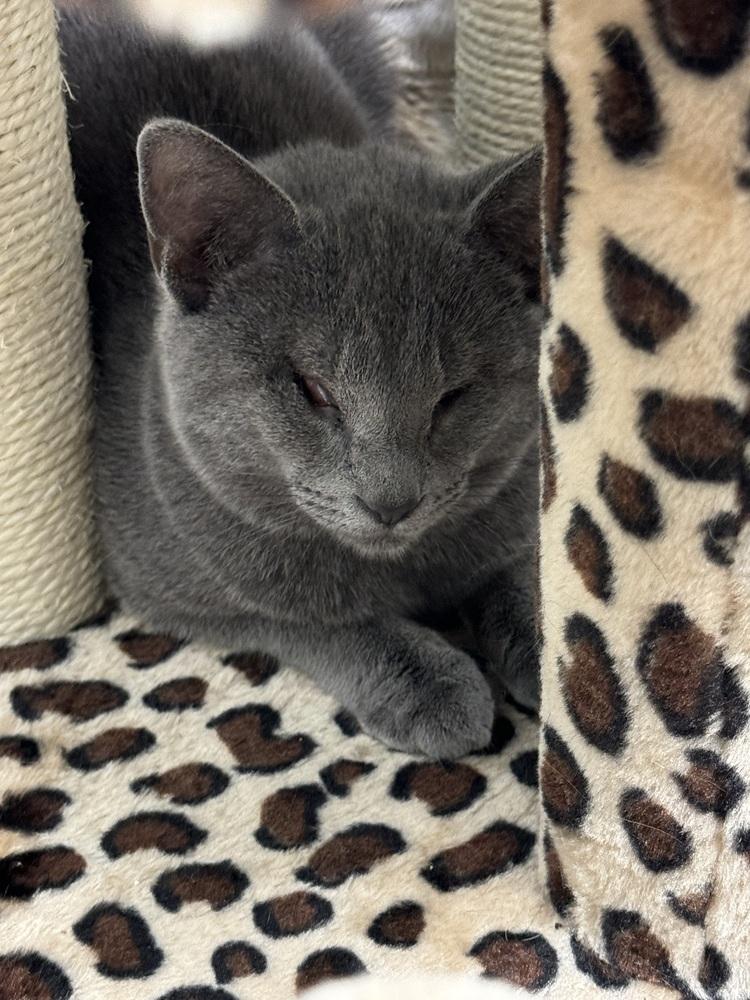 Enlarge Lizzie Sailor, a Adoptable Domestic Short Hair in Mount Laurel, NJ image 4/4