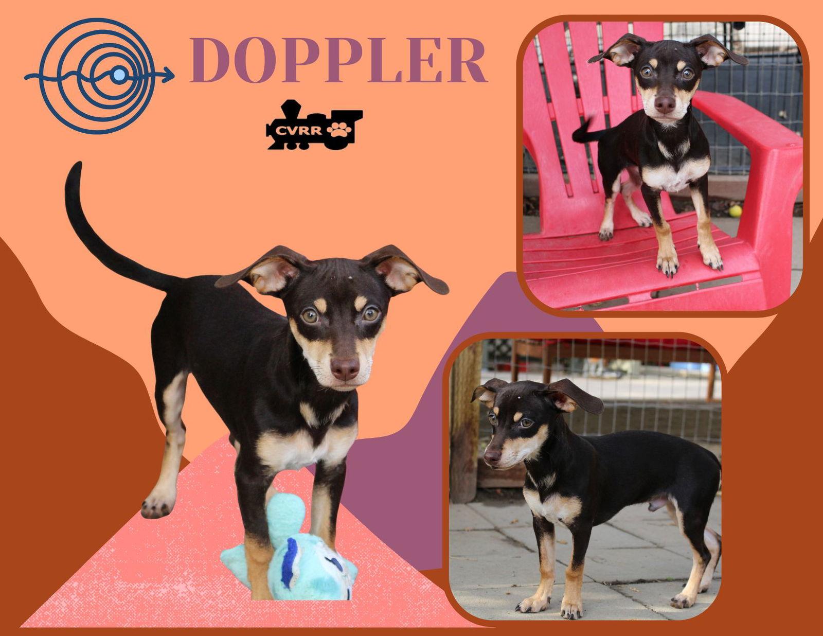 Doppler, Adoptable, Puppy Male Dachshund.