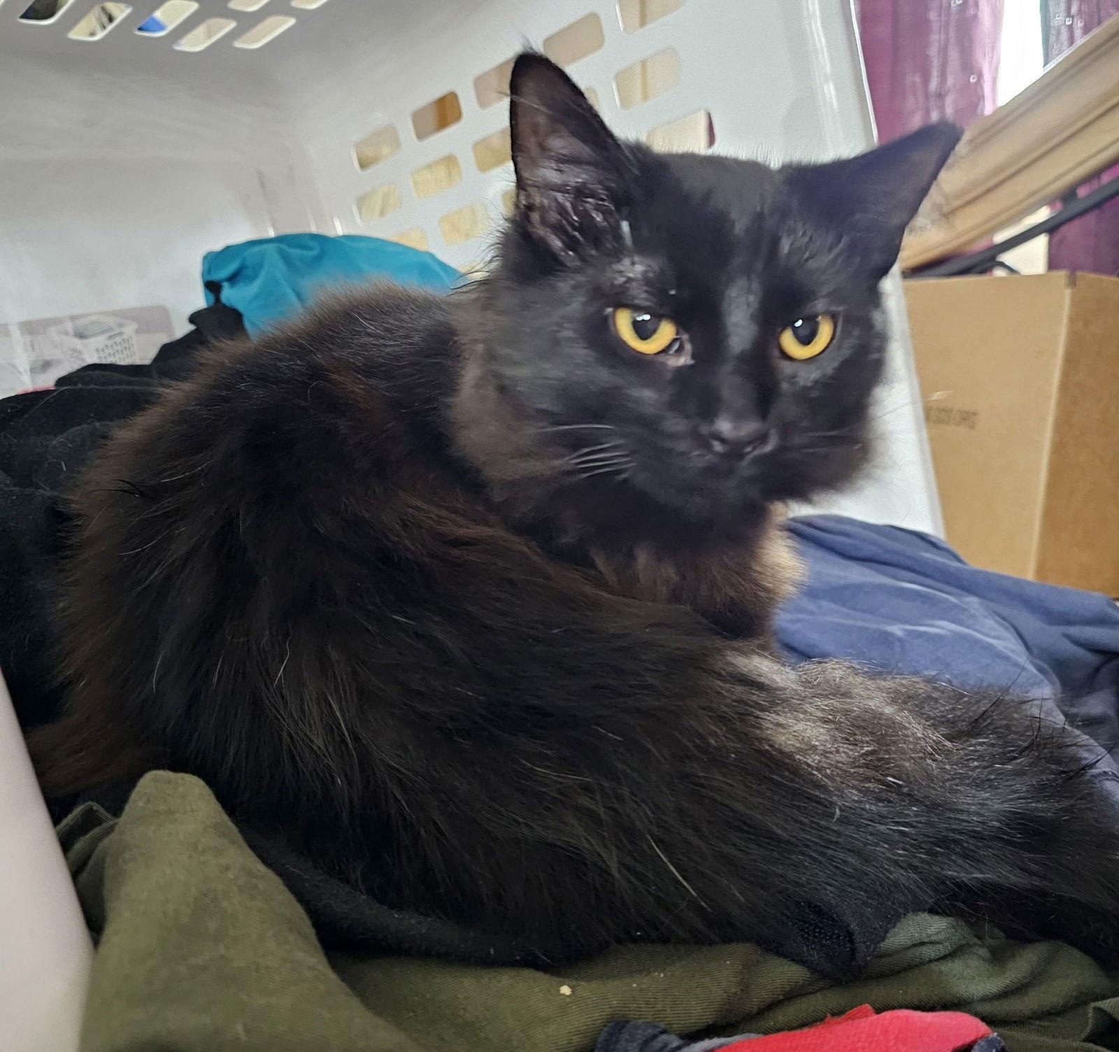 Enlarge Beauty, a Adoptable Domestic Long Hair in Frisco, TX image 1/3