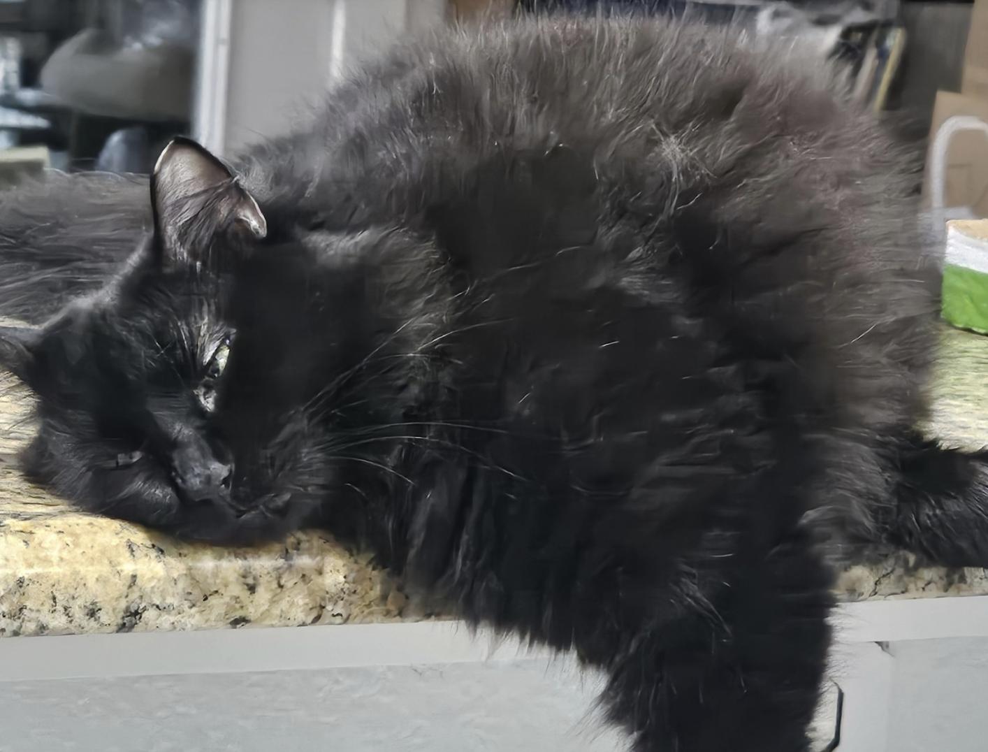 Enlarge Beauty, a Adoptable Domestic Long Hair in Frisco, TX image 2/3