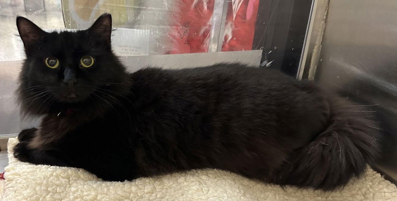 Enlarge Beauty, a Adoptable Domestic Long Hair in Frisco, TX image 2/3