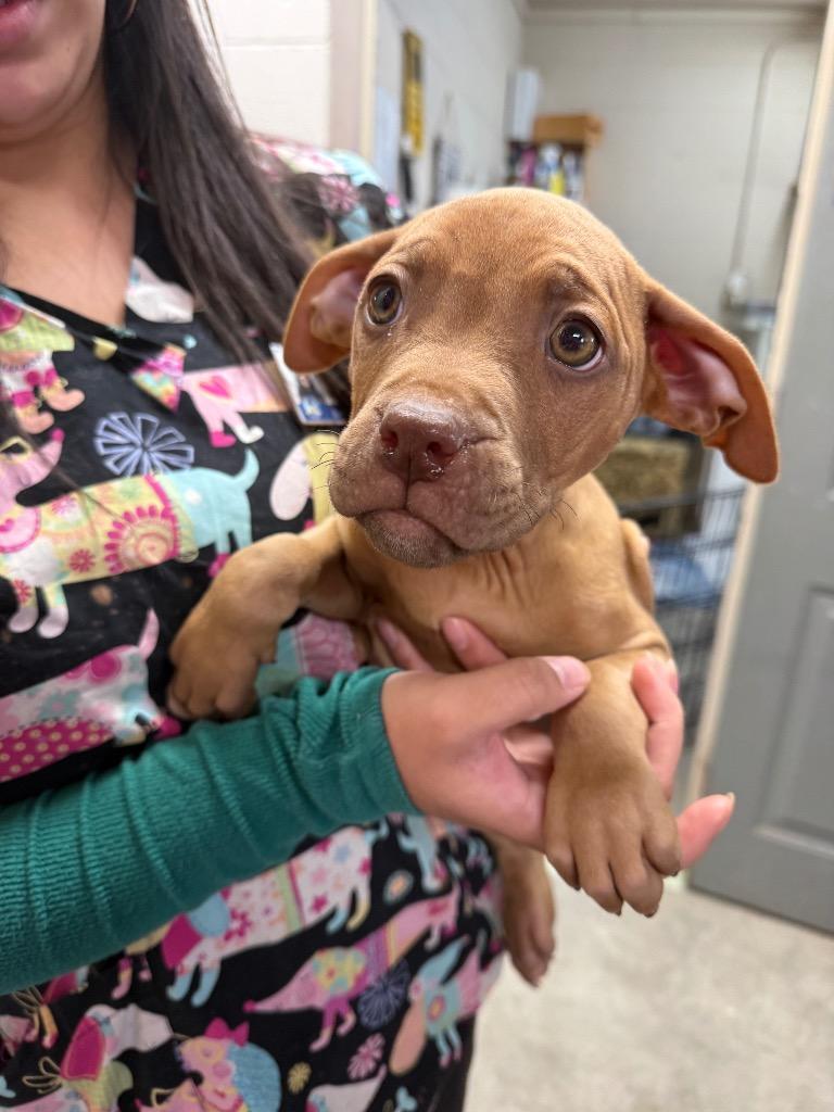 Stevie Ray, Adoptable, Puppy Male Boxer & Pit Bull Terrier.