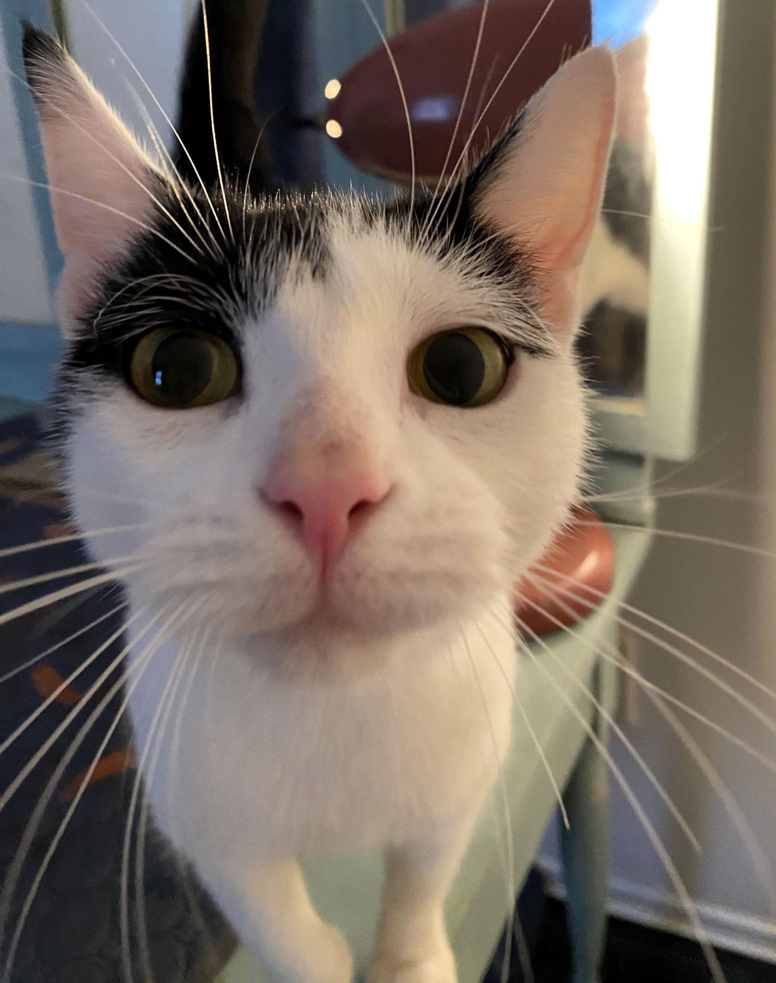 Enlarge Marmee, a Adoptable Domestic Short Hair in Rochester, NY image 1/1