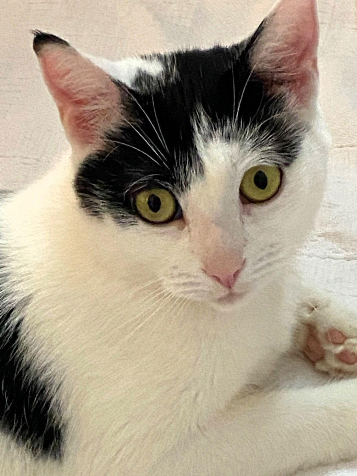 Enlarge Marmee, a Adoptable Domestic Short Hair in Rochester, NY image 2/2