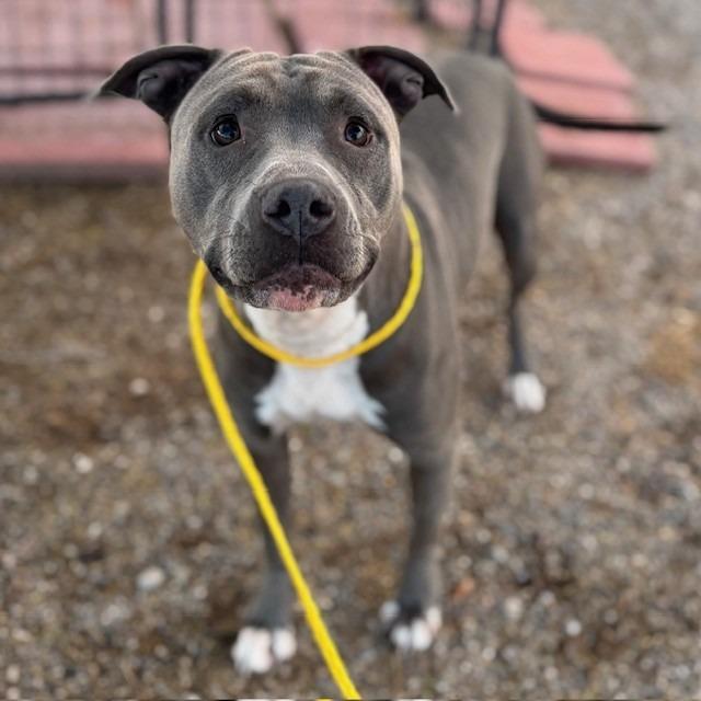 Babble, a Adoptable mixed breed in Bullhead City, AZ image 1/4