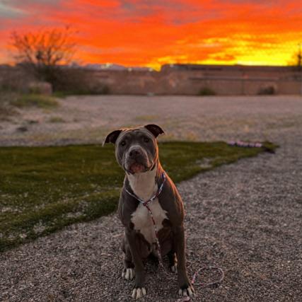 Babble, a Adoptable mixed breed in Bullhead City, AZ image 2/4