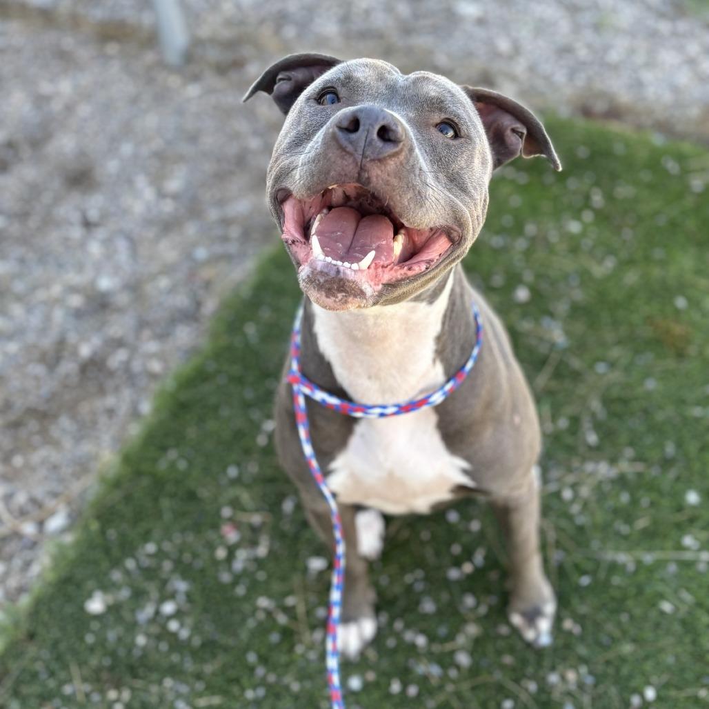 Babble, a Adoptable mixed breed in Bullhead City, AZ image 3/4