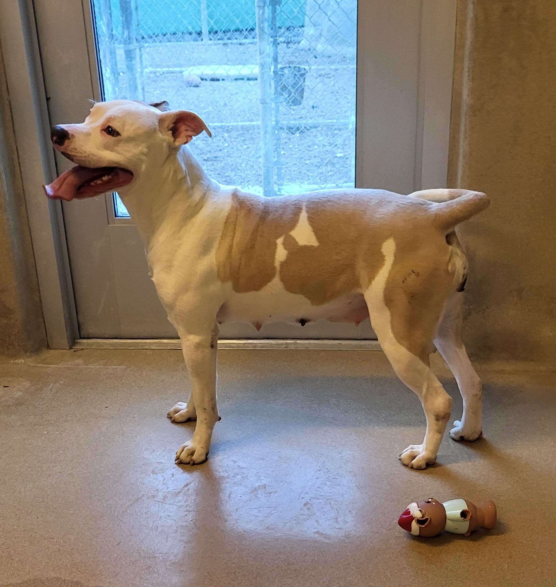 Enlarge 25-0679 "Maisy", a ADOPTABLE mixed breed in Leavenworth, KS image 3/4