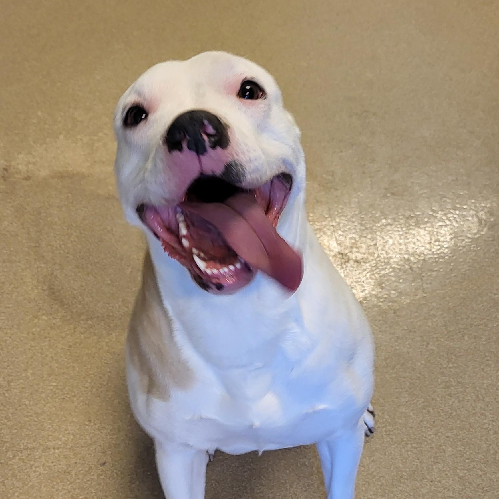 25-0679 "Maisy", ADOPTABLE, Young Female Pit Bull Terrier.