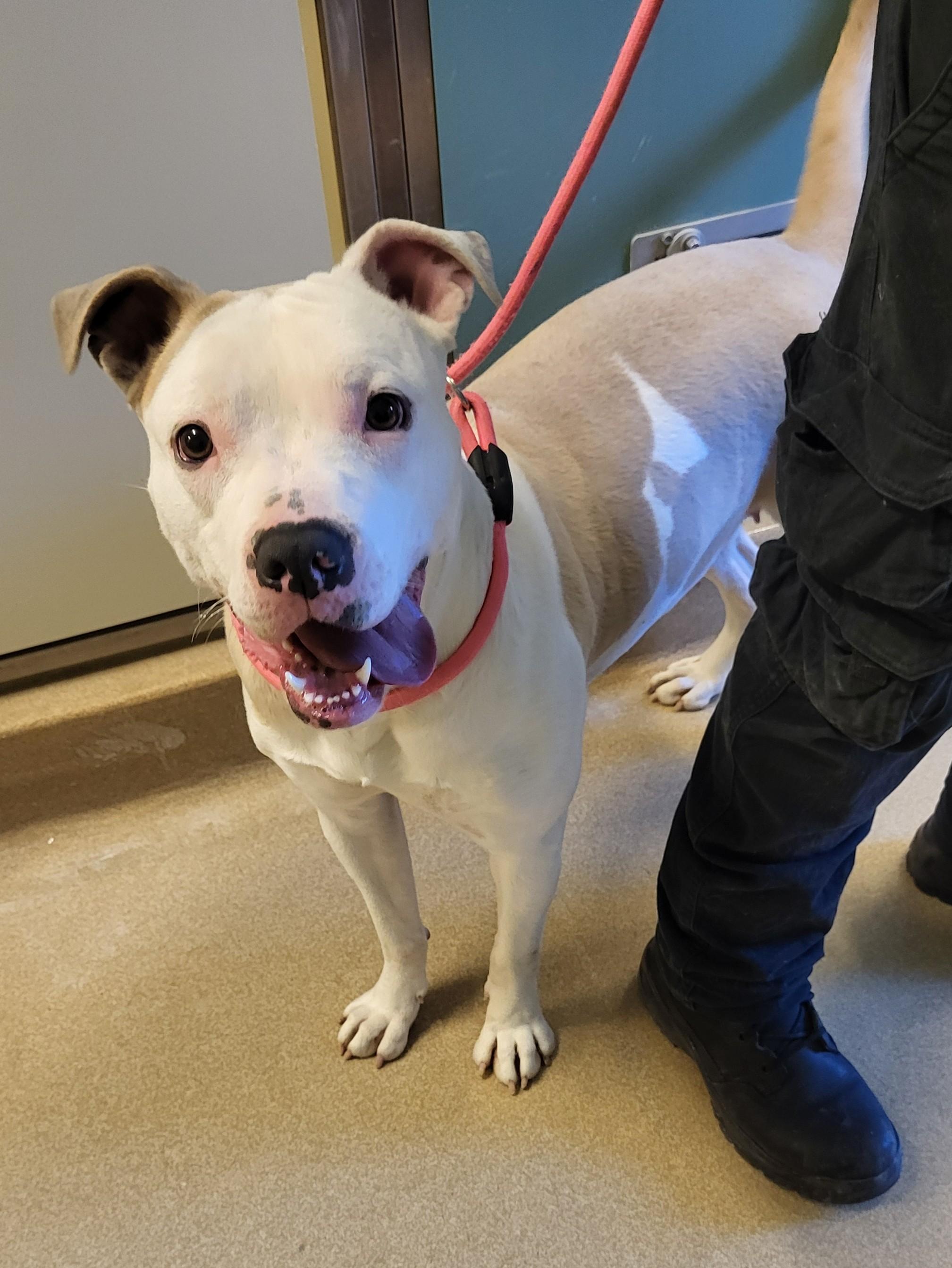 Enlarge 25-0679 "Maisy", a ADOPTABLE mixed breed in Leavenworth, KS image 2/4