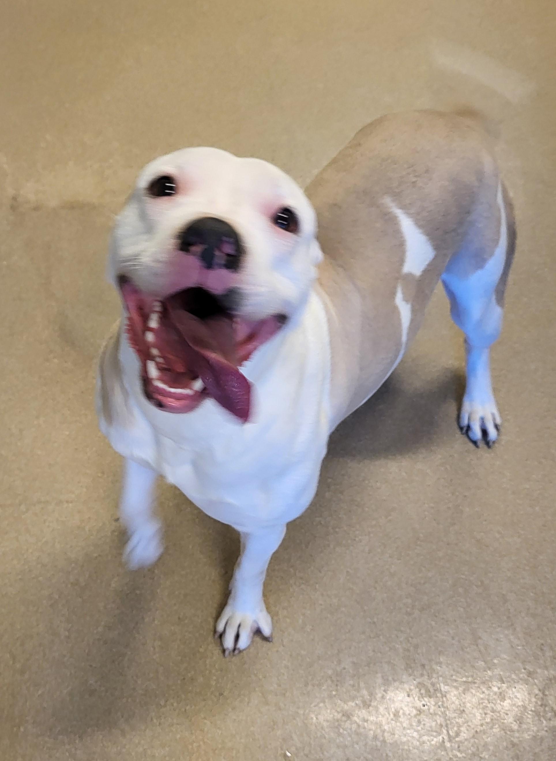 Enlarge 25-0679 "Maisy", a ADOPTABLE mixed breed in Leavenworth, KS image 4/4