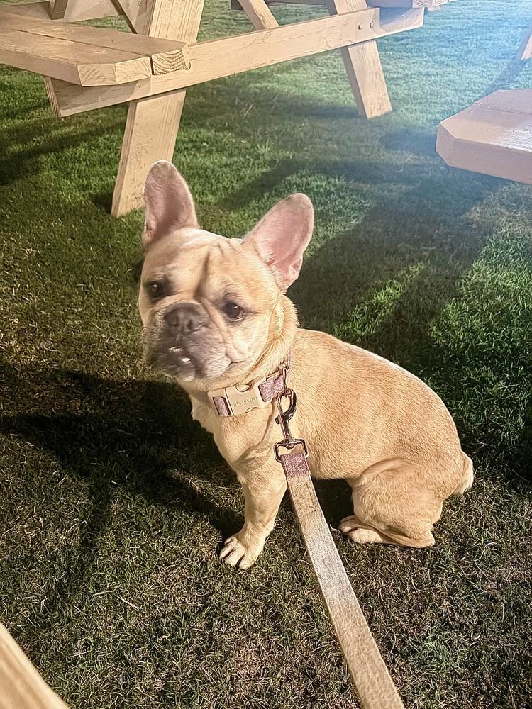 Winnie, Adoptable, Adult Female French Bulldog.