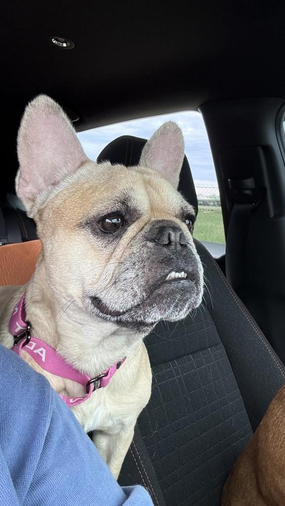Enlarge Winnie, a Adoptable French Bulldog in Frisco, TX image 2/5