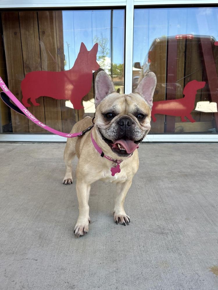 Enlarge Winnie, a Adoptable French Bulldog in Frisco, TX image 3/5