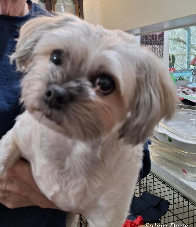 Enlarge Yogi, a ADOPTABLE mixed breed in Salem, OR image 1/1