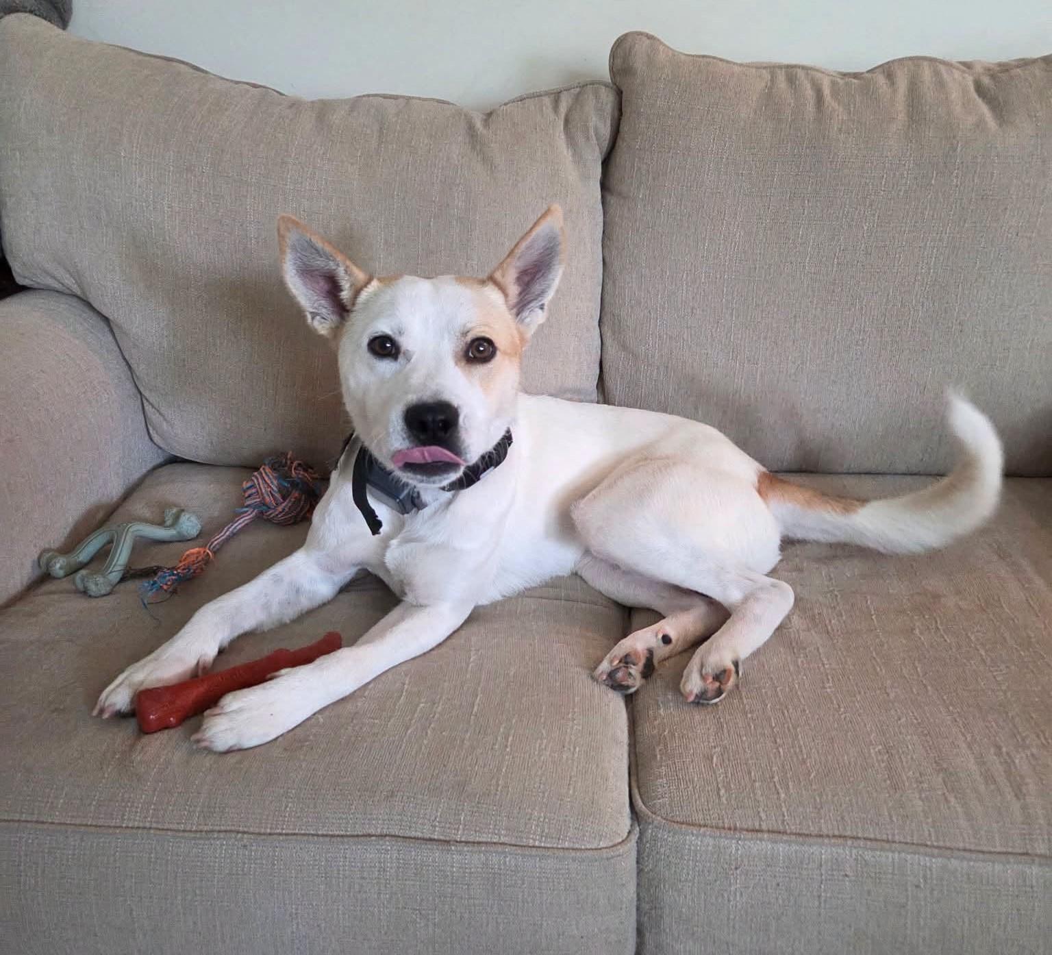 Noah, Adoptable, Young Male Mixed Breed.