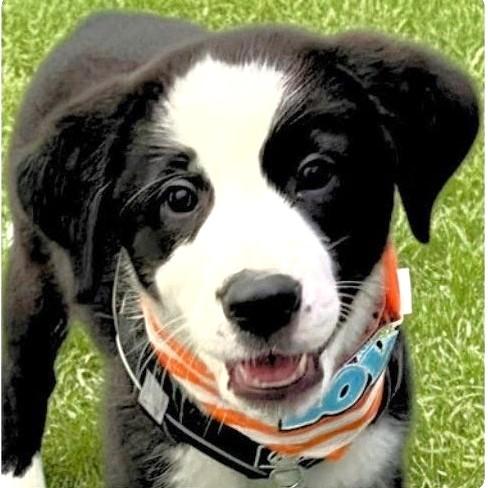 Enlarge Oreo, an adopted mixed breed in Godley, TX image 1/6