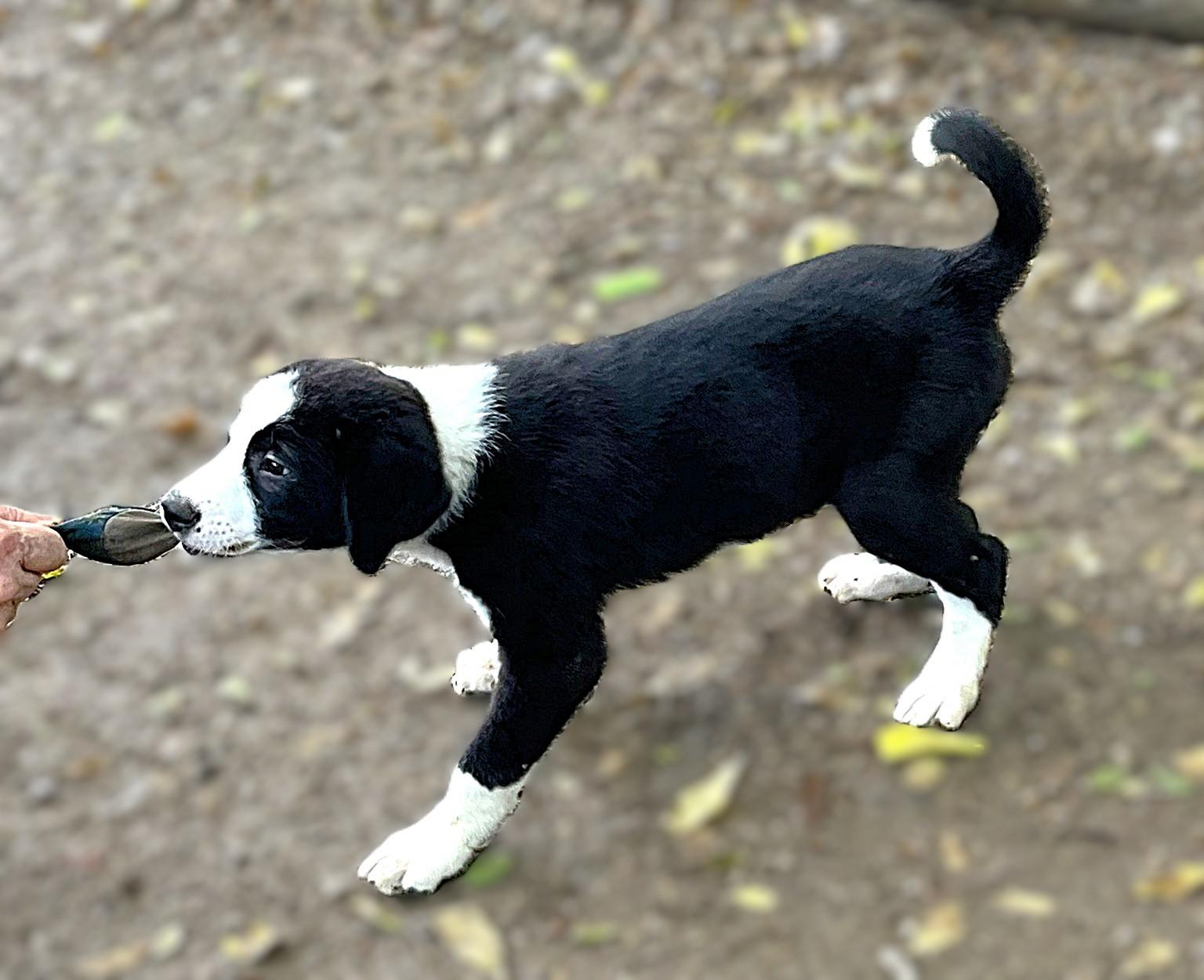 Enlarge Oreo, an adopted mixed breed in Godley, TX image 5/6