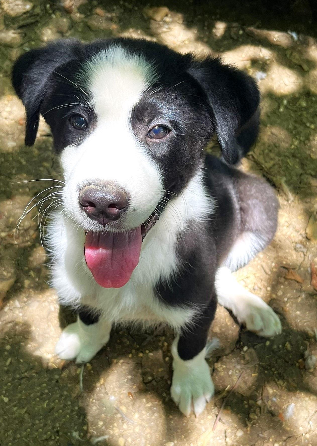 Enlarge Oreo, an adopted mixed breed in Godley, TX image 2/6