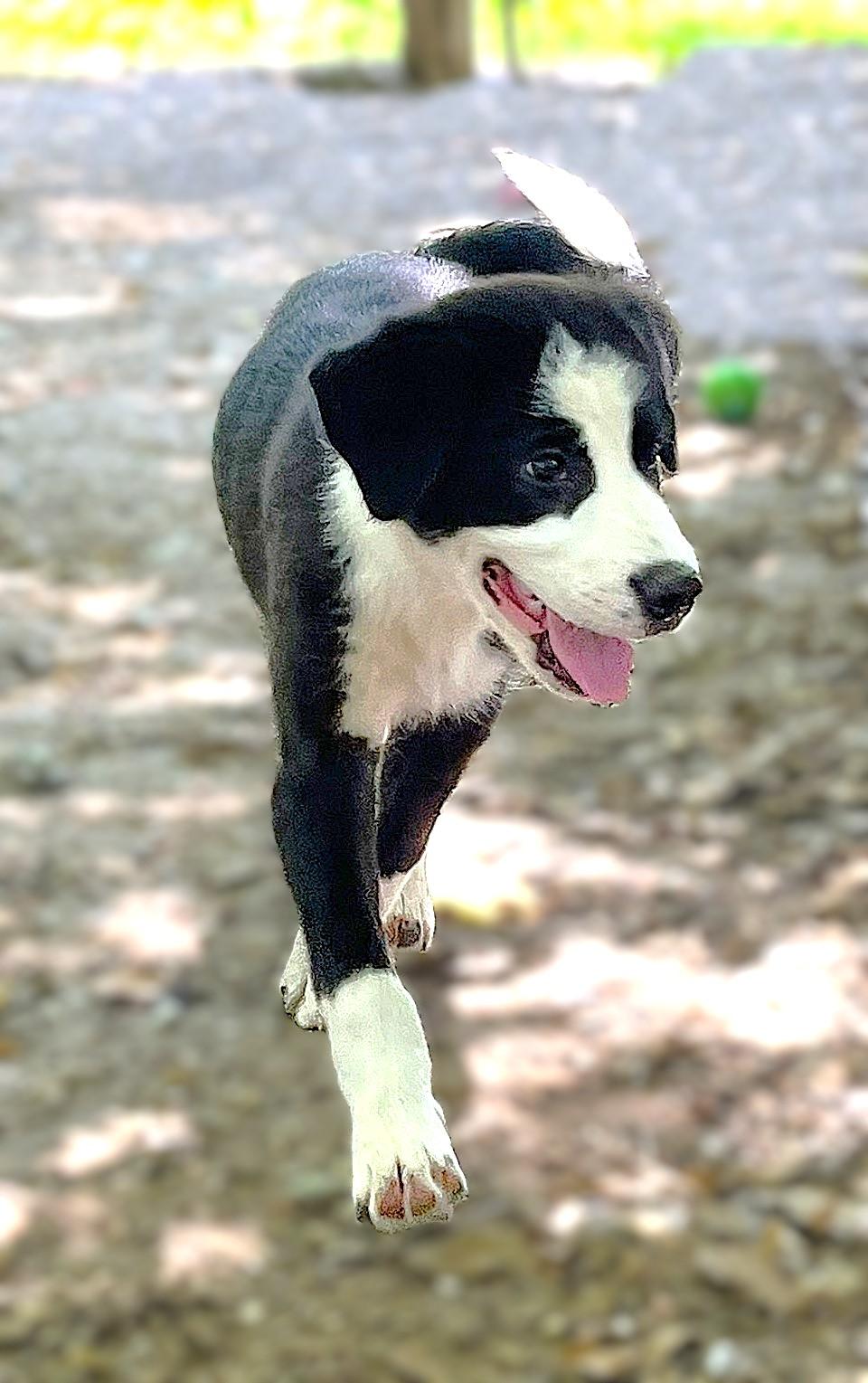 Enlarge Oreo, an adopted mixed breed in Godley, TX image 4/6