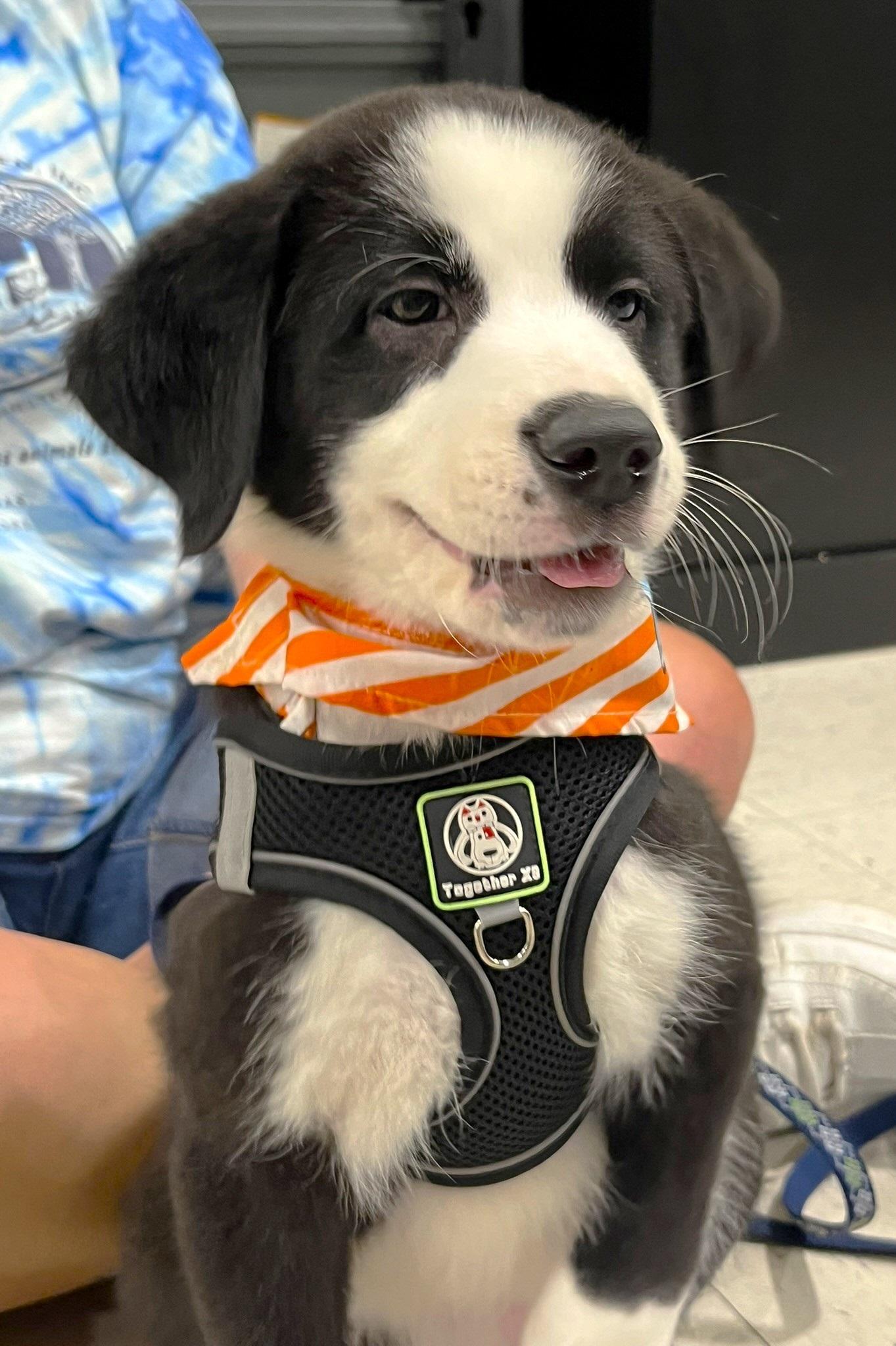 Enlarge Oreo, a ADOPTABLE mixed breed in Godley, TX image 3/6