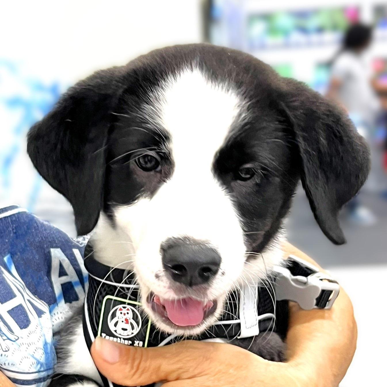 Oreo, ADOPTABLE, Puppy Male Border Collie & Australian Shepherd.