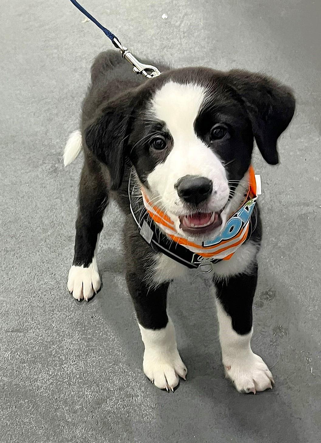 Enlarge Oreo, a ADOPTABLE mixed breed in Godley, TX image 2/6