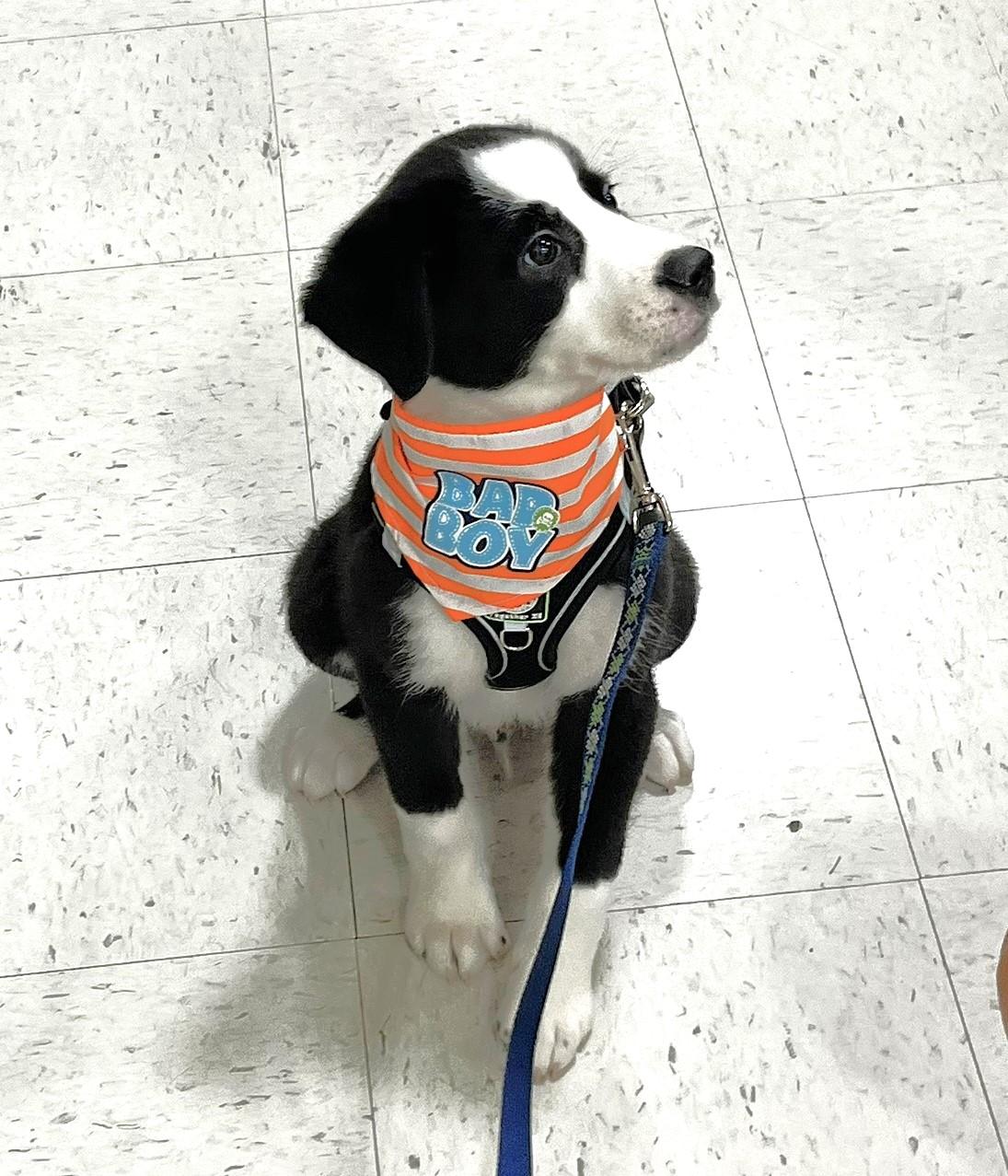 Enlarge Oreo, a ADOPTABLE mixed breed in Godley, TX image 5/6