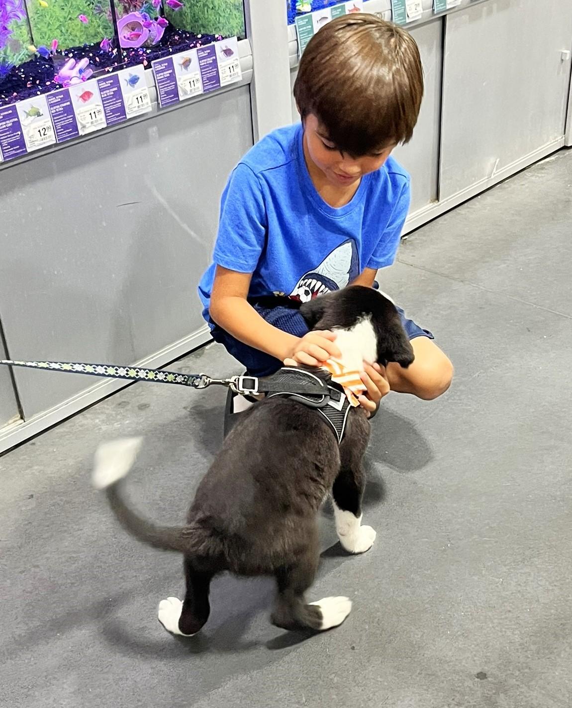 Enlarge Oreo, a ADOPTABLE mixed breed in Godley, TX image 4/6