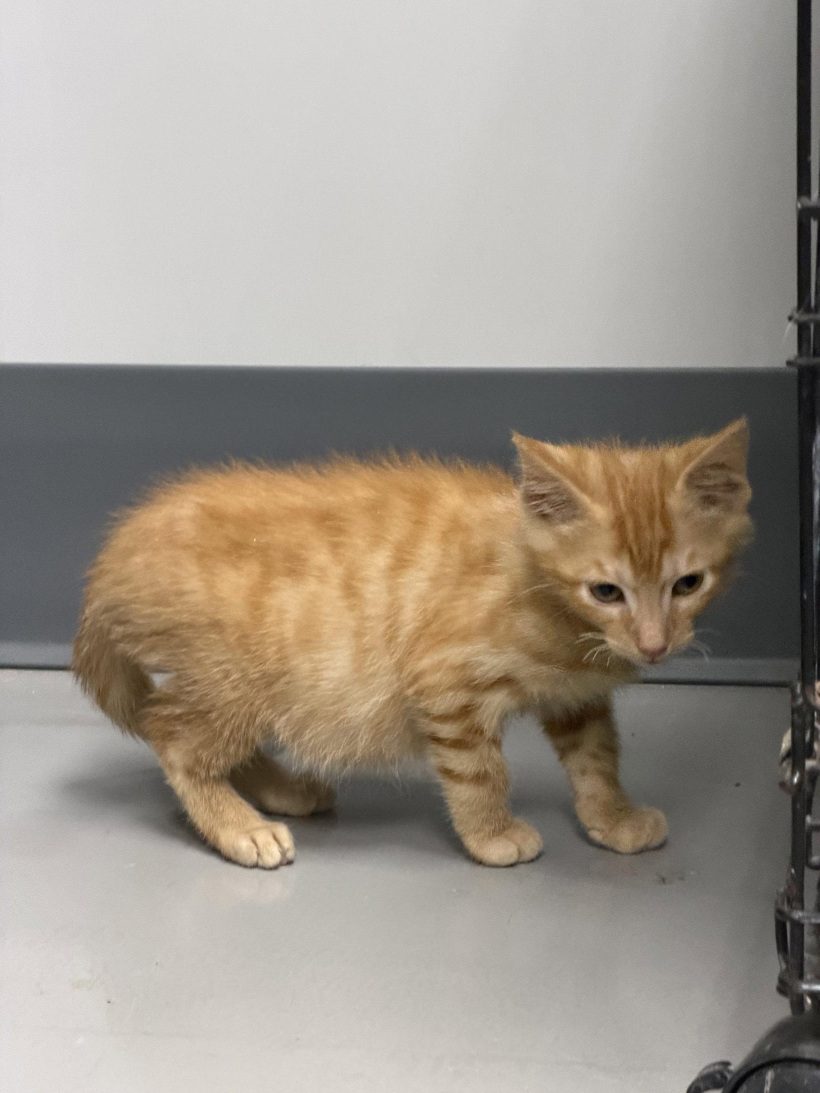 Romulus, a Adopted mixed breed in Georgetown, KY image 3/3