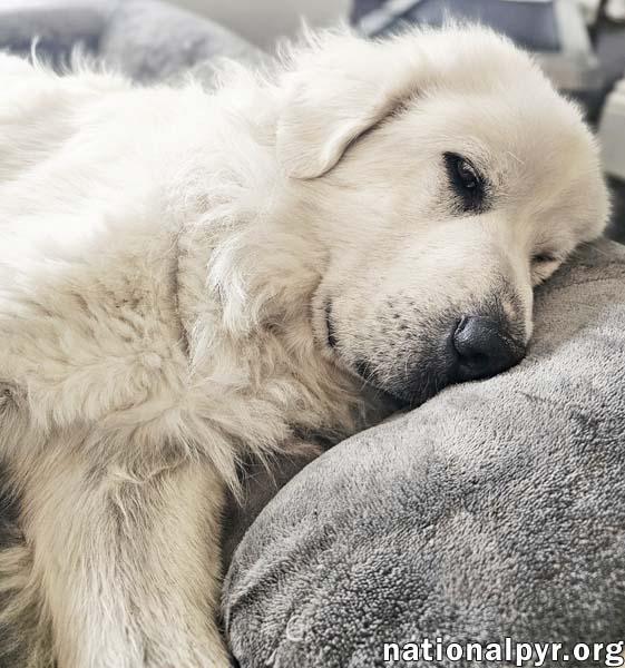 Leona in VA - Calm, Sweet & Gentle!