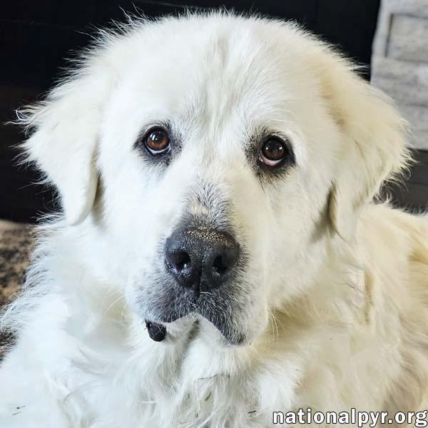 Leona in VA - Calm, Sweet & Gentle!