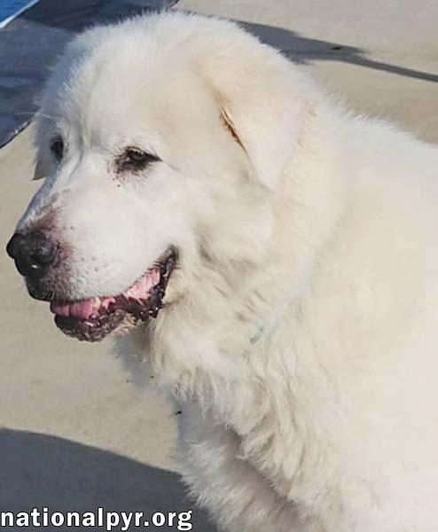 Leona in VA - Calm, Sweet & Gentle!