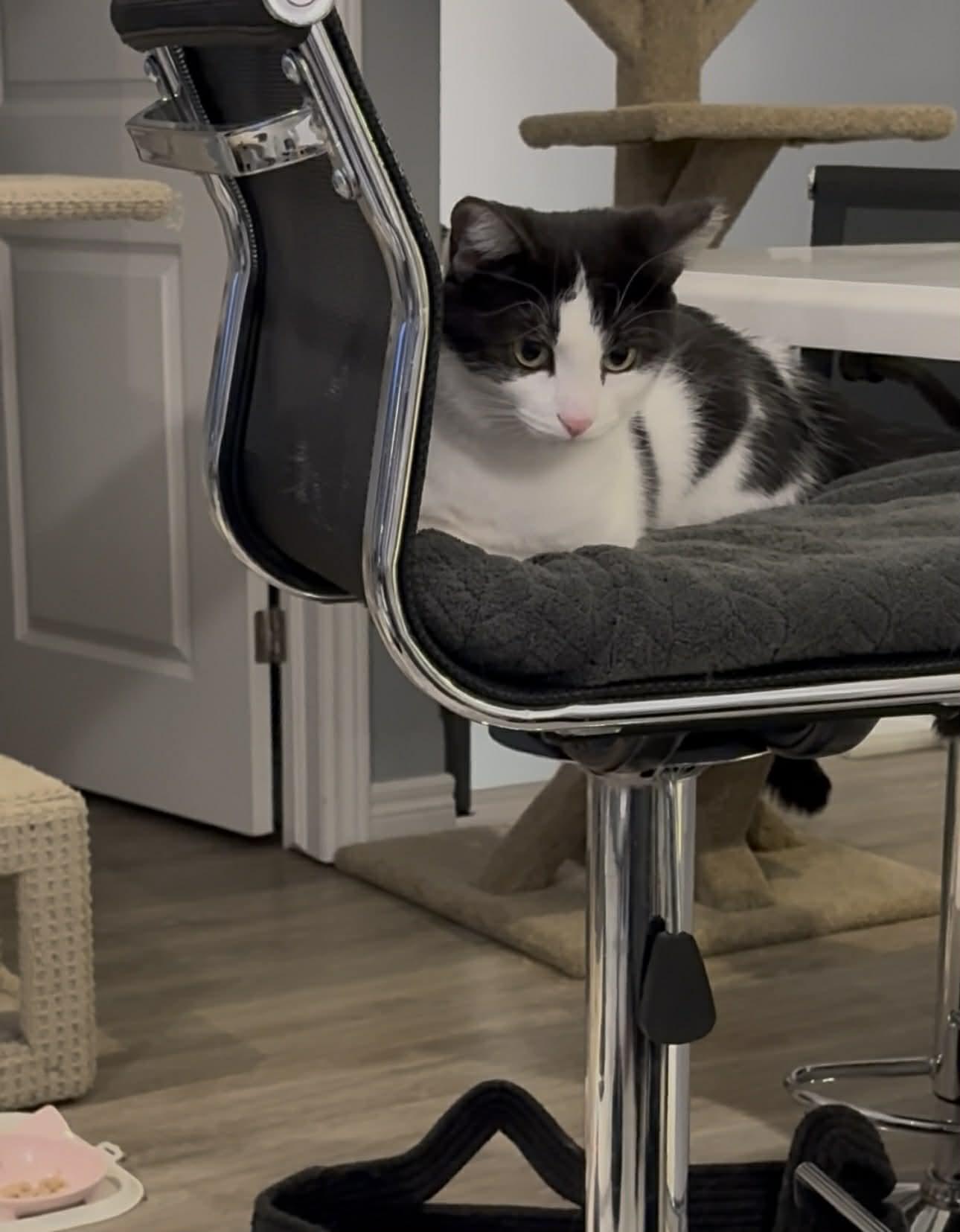 Enlarge Tula & Sushi, a ADOPTABLE Domestic Short Hair in Brantford, ON image 2/6