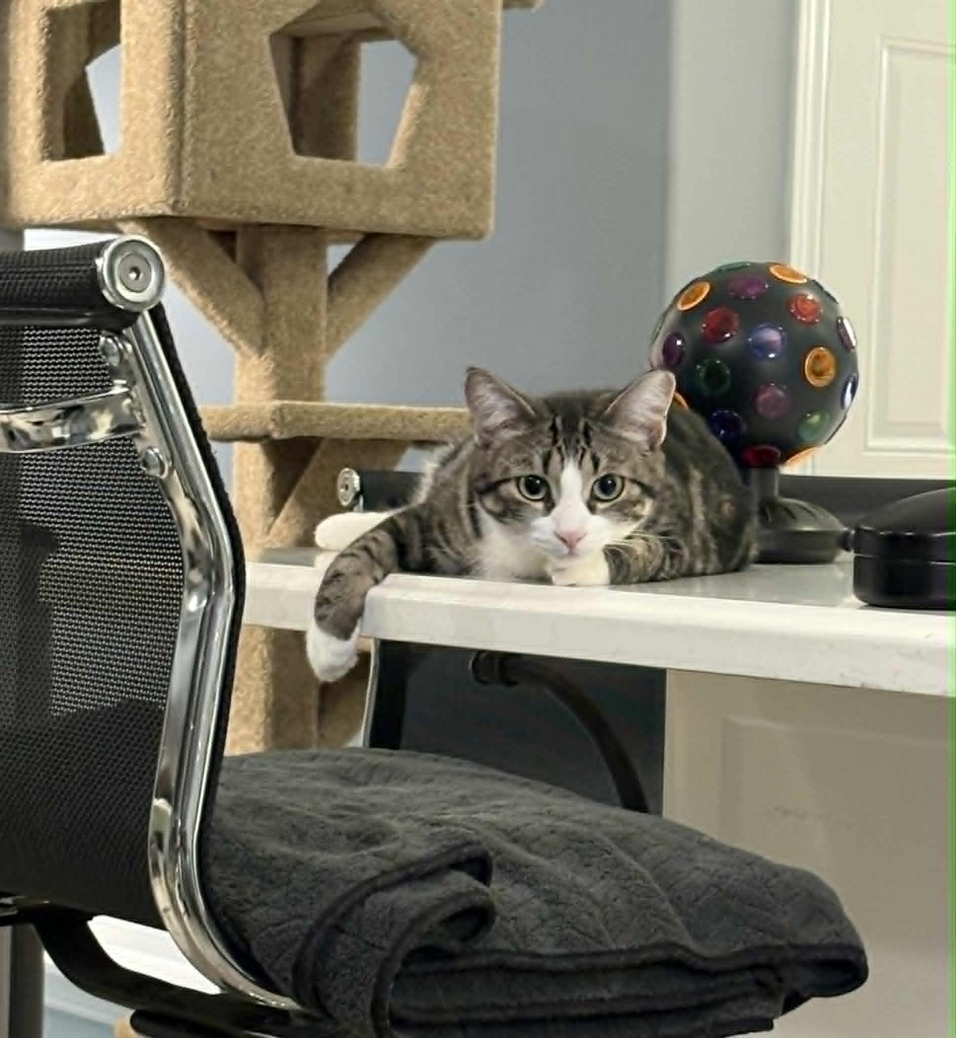 Enlarge Tula & Sushi, a ADOPTABLE Domestic Short Hair in Brantford, ON image 3/6