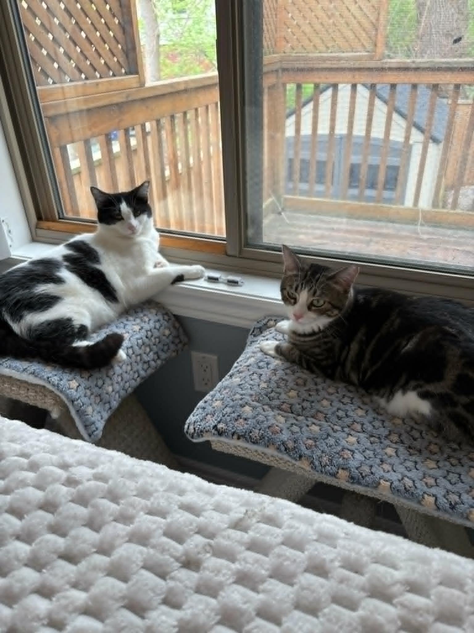 Tula & Sushi, ADOPTABLE, Young Female Domestic Short Hair.