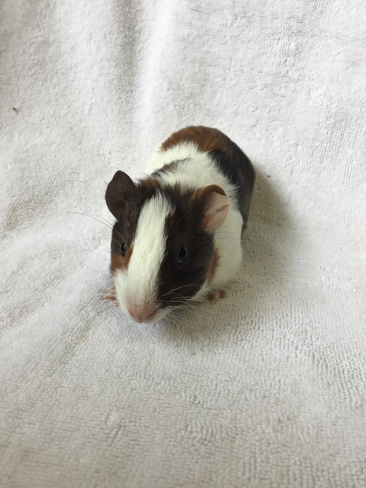 Aliz ( Bonded to Xabat), Adoptable, Young Male Guinea Pig.