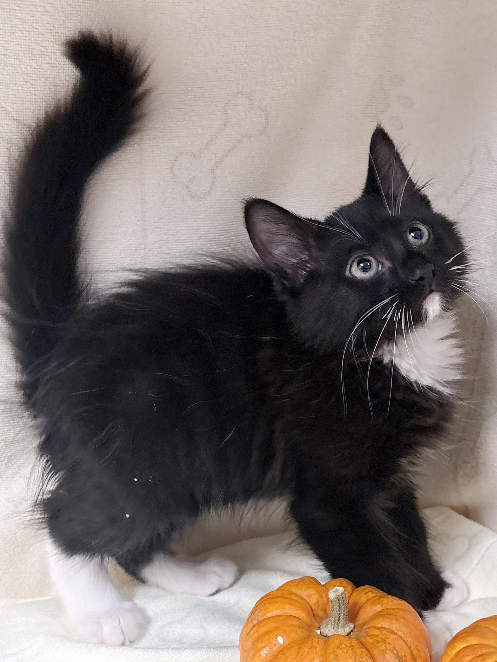 Enlarge Cocoa, a Adopted mixed breed in Lake Monroe, FL image 1/3