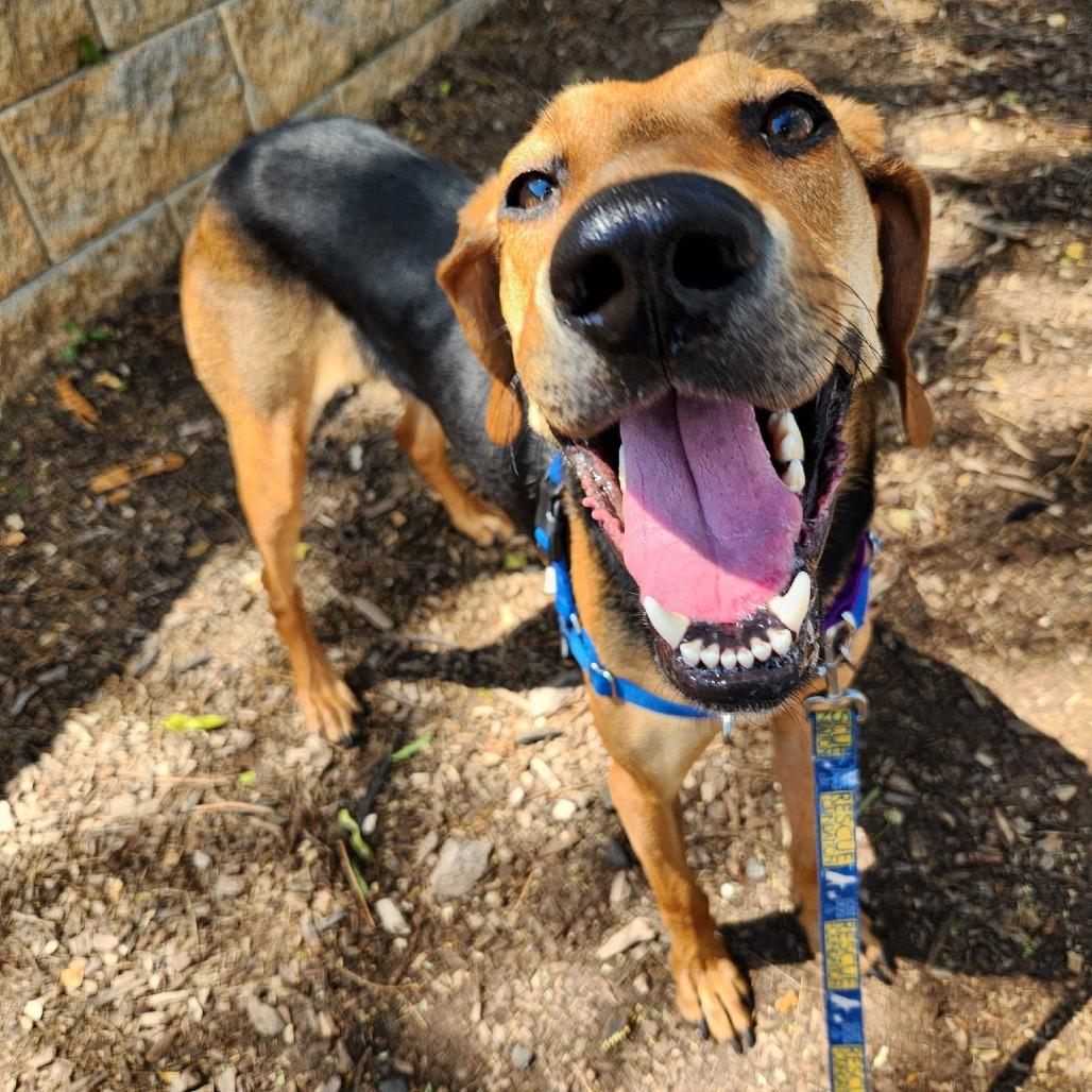 Mallard, Adoptable, Young Male Black and Tan Coonhound & Mixed Breed.