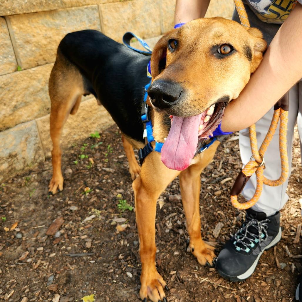 Enlarge Mallard, a Adoptable mixed breed in Falls Church, VA image 2/6
