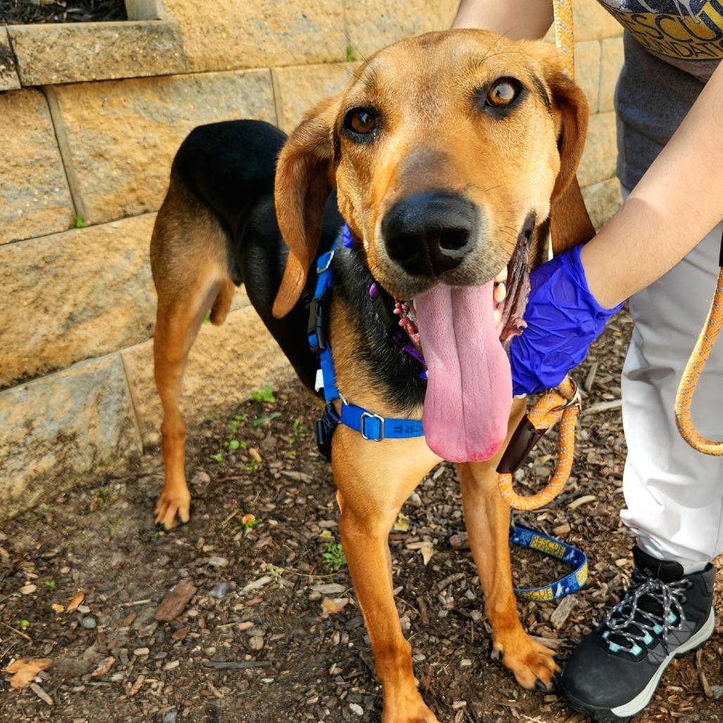 Enlarge Mallard, a Adoptable mixed breed in Falls Church, VA image 3/6