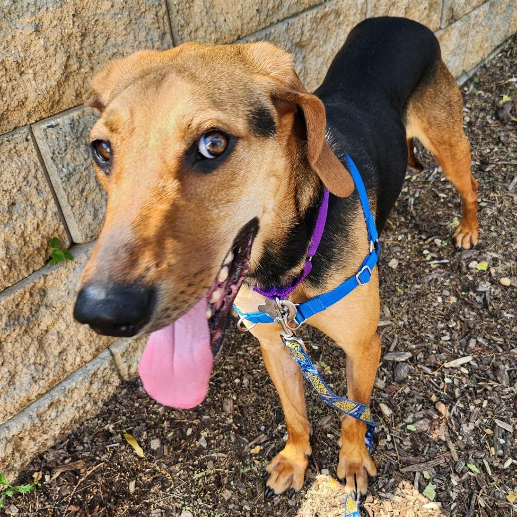 Enlarge Mallard, a Adoptable mixed breed in Falls Church, VA image 4/6