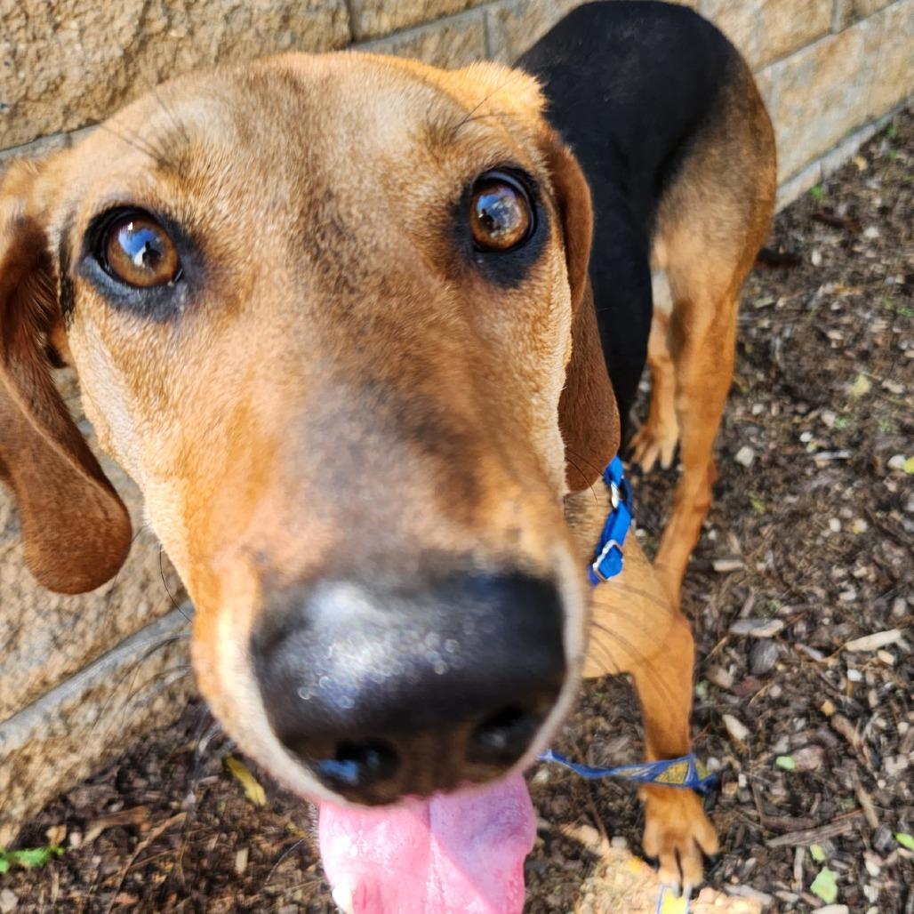 Enlarge Mallard, a Adoptable mixed breed in Falls Church, VA image 5/6
