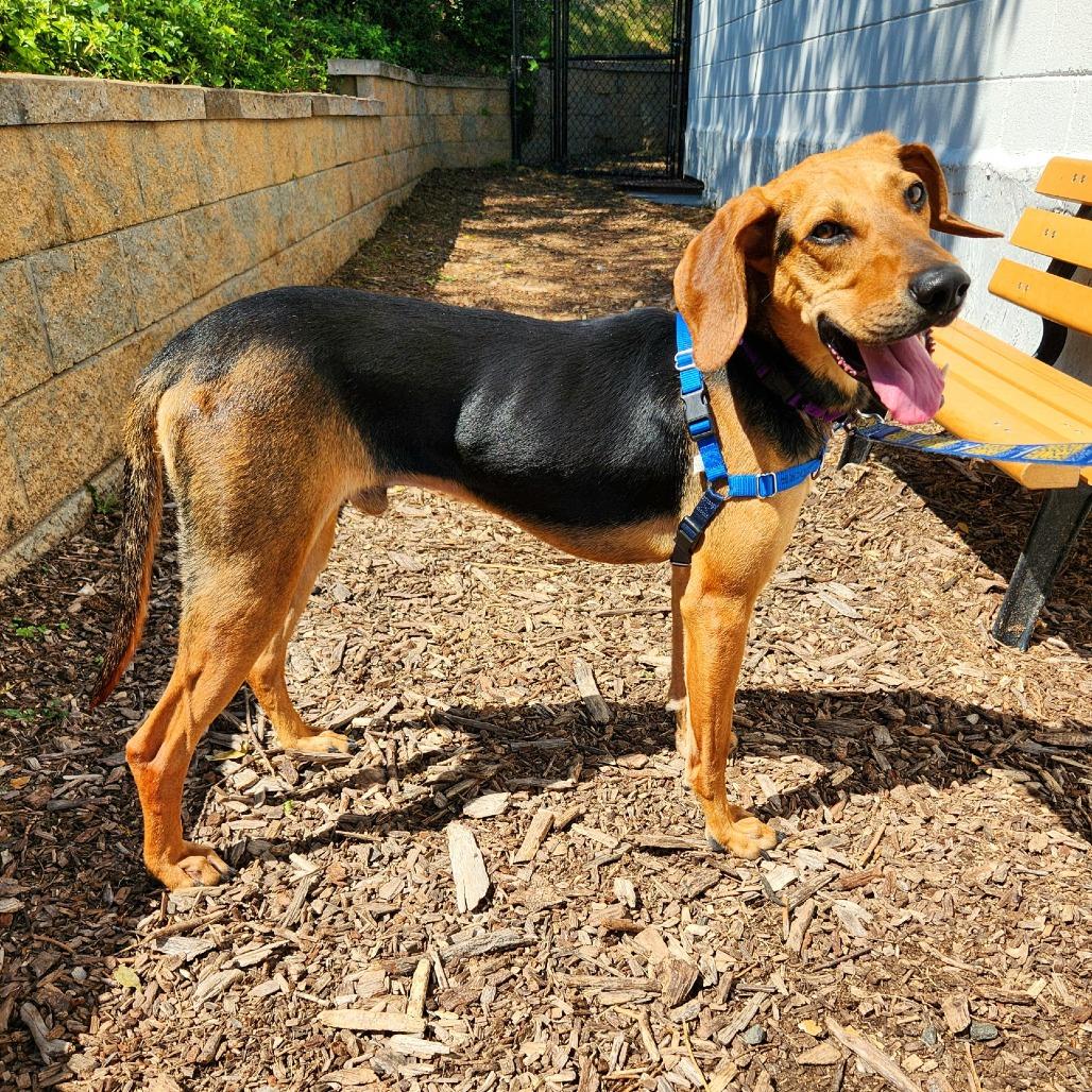 Enlarge Mallard, a Adoptable mixed breed in Falls Church, VA image 6/6
