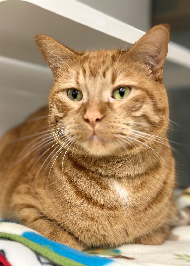 Milo, Adopted, Adult Male Domestic Short Hair.