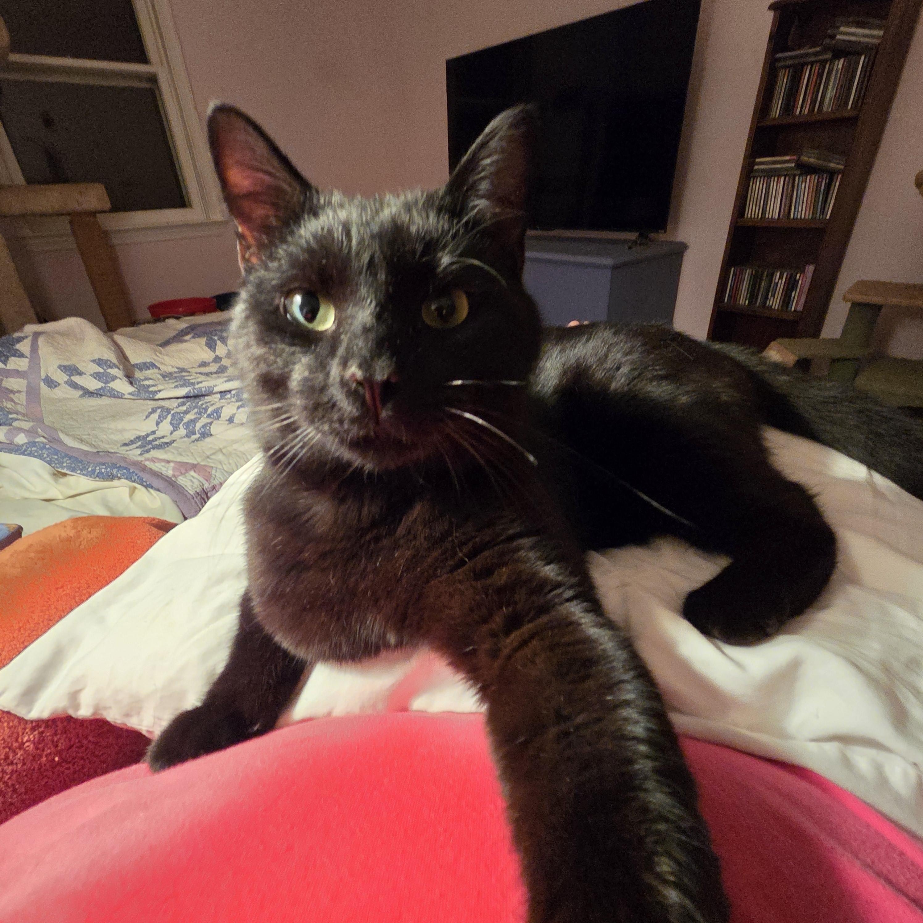 Jerry, ADOPTABLE, Adult Male Domestic Short Hair.