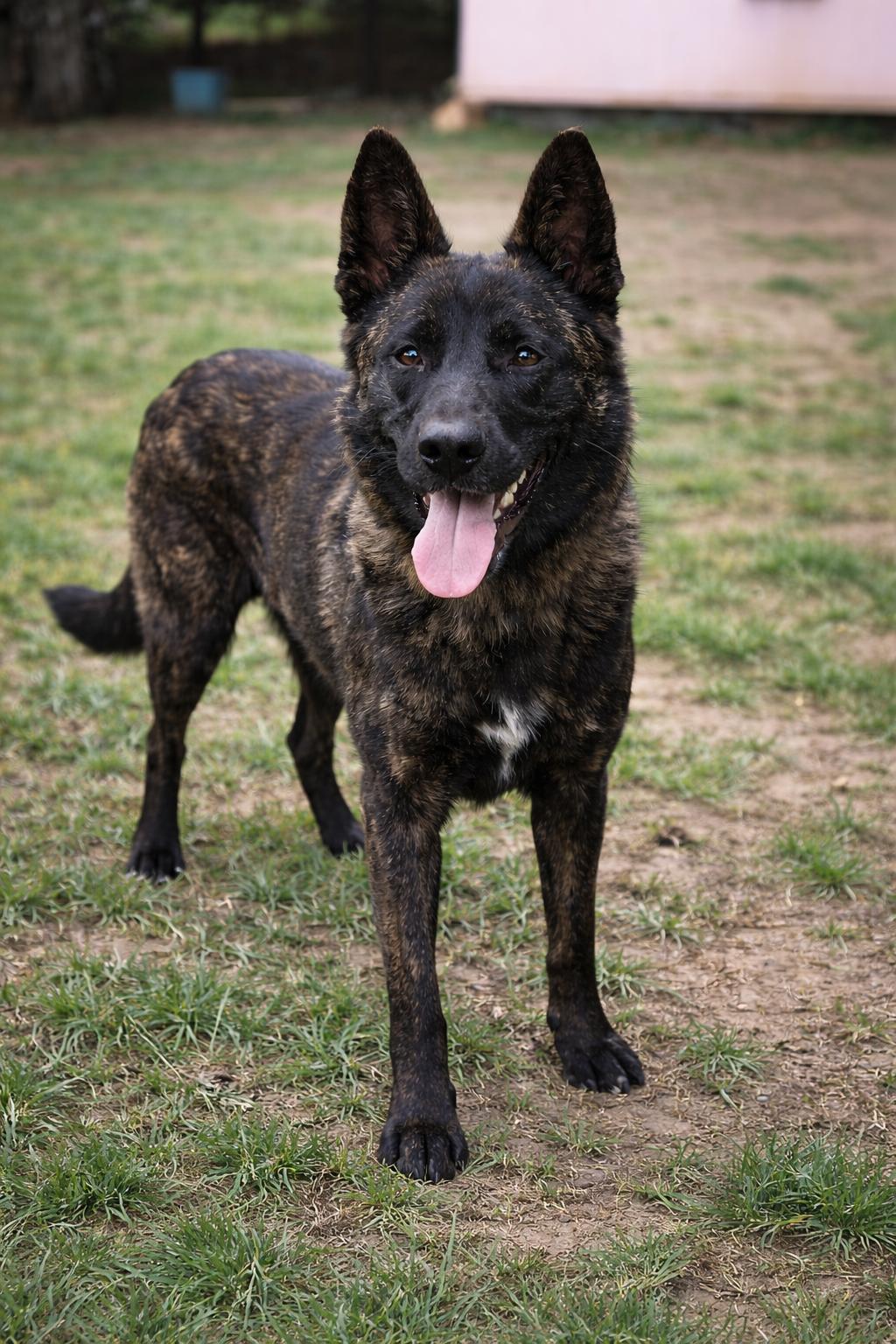 Teddy, Adoptable, Puppy Male Belgian Shepherd / Malinois.