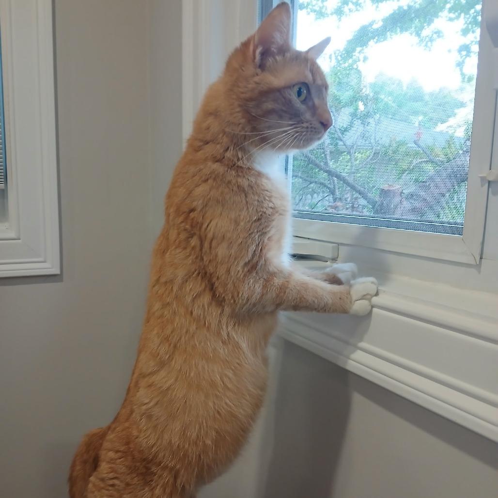 Angela, Adoptable, Adult Female Domestic Short Hair.