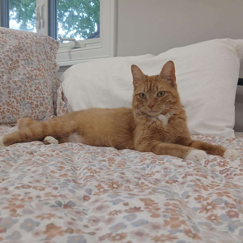 Angela, a Adoptable Domestic Short Hair in Ashland, MA image 2/4